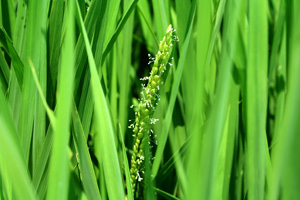 稲の花
